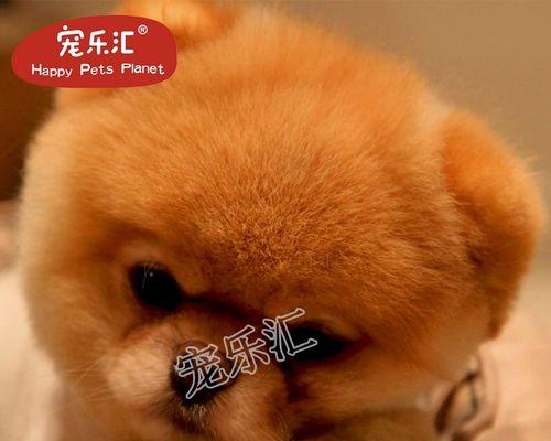 探讨博美狗狗老流眼泪的原因及解决方法（了解博美狗狗的泪腺问题，让它们健康快乐生活）