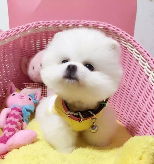 揭秘博美狗狗脸上毛不密的原因（探究博美狗狗脸部毛发的特点与养护技巧）