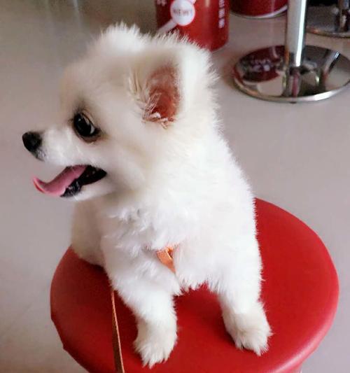 博美狗狗为什么经常抽筋？（了解博美狗狗抽筋原因，保护宠物健康）