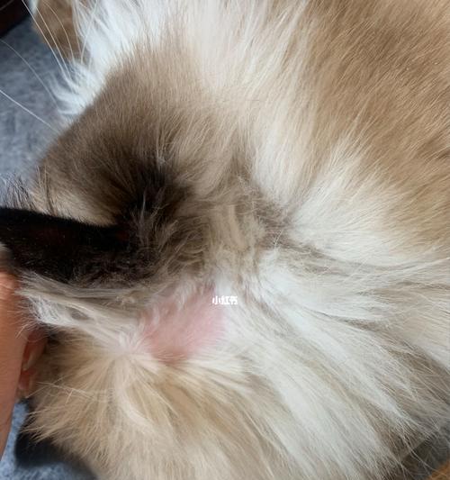 探讨长猫藓剃毛对宠物猫的影响（宠物猫剃毛前后需要注意的事项）