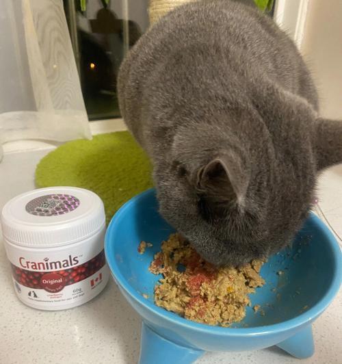 为什么猫咪吃罐头就不喝水了（揭秘猫咪偏食的原因和解决方法/猫咪的饮食需求和健康管理）