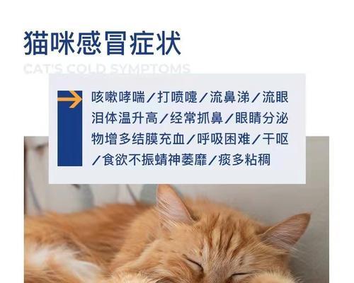 猫咪吃了感冒药，要当心（如何正确给宠物用药）