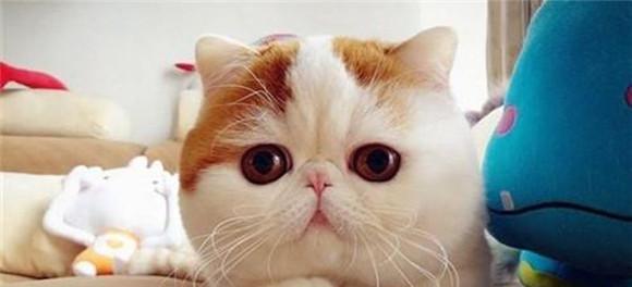 如何给猫咪科学喂养，让它不发胖（以宠物为主）