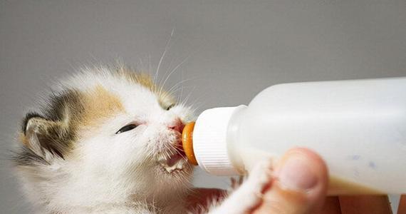 猫咪酸奶哭闹事件解析（宠物的健康需关注）