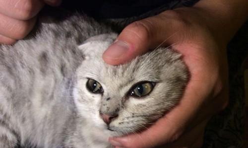如何处理猫咪吃太咸引起的眼睛肿胀问题（宠物猫食用过多盐分后可能引发的眼部疾病及处理方法）