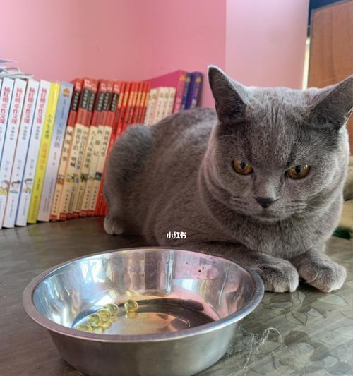 小猫咪吃鱼肝油过量会怎样（宠物的健康需谨慎呵护）