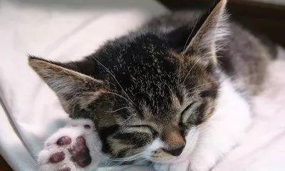小猫咪吃鱼肝油过量会怎样（宠物的健康需谨慎呵护）
