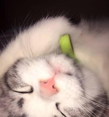 小猫咪吃鱼肝油过量会怎样（宠物的健康需谨慎呵护）