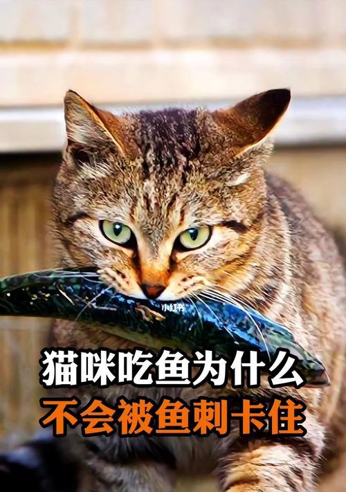 猫咪吃鱼时间计算，让宠物健康生活（探究猫咪饮食习惯）
