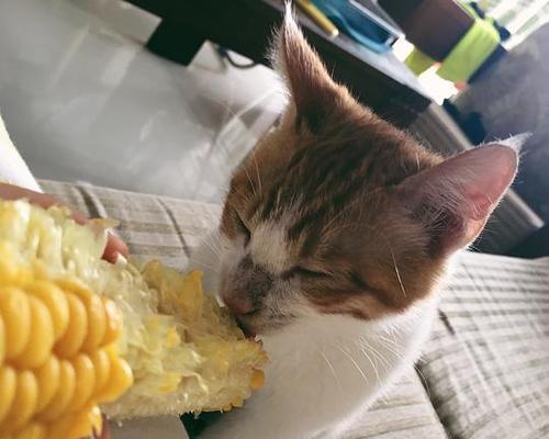 猫咪吃玉米是正常现象吗（探究猫咪对玉米的喜好和影响因素）