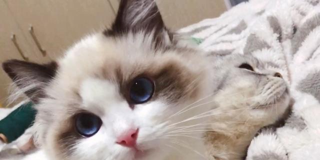 宠物猫咪持续脱毛的解决方法（如何有效地帮助猫咪恢复毛发健康）