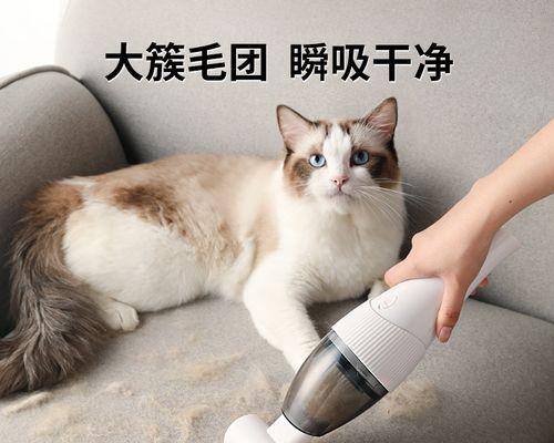 宠物猫咪持续脱毛的解决方法（如何有效地帮助猫咪恢复毛发健康）
