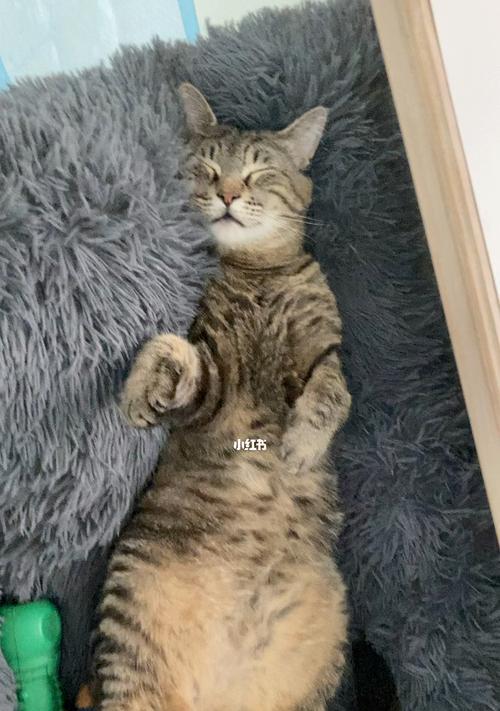 宠物猫咪救援小英雄（一只勇敢的猫咪在关键时刻挺身而出）