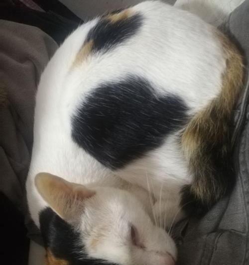 小猫拉屎屁股带血怎么办（如何正确对待宠物拉肚子的问题）