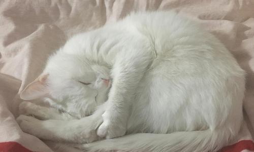猫咪抽搐原因分析（探究猫咪抽搐的不同原因及处理方法）