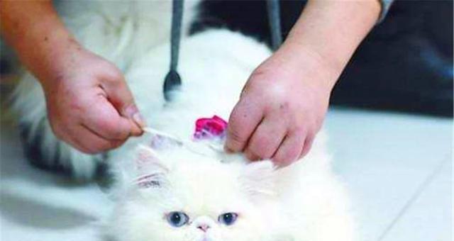 猫咪的狂犬病传染风险剖析（以宠物为主）