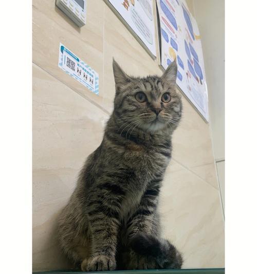 猫咪从楼上掉下来竟然毫发无损（以宠物为主）