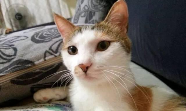 猫咪从楼上掉下来竟然毫发无损（以宠物为主）