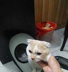 猫咪打完针后为什么不理人（探究猫咪行为的变化及应对方法）