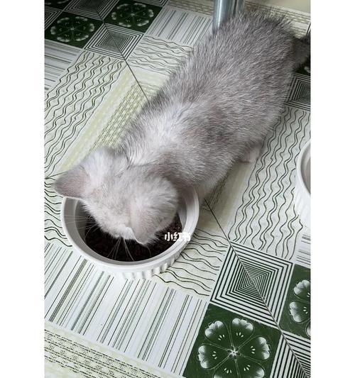 猫咪打疫苗可洗澡（宠物保健小贴士）