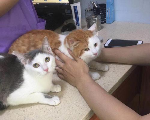 猫咪打疫苗，宠物健康必备（了解疫苗本）
