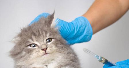 猫咪打针后遗症，如何预防和应对（以宠物为主）