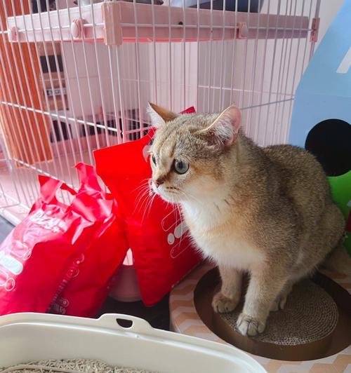 猫咪大便带暗红色血（宠物爱好者必知的问题解决方法）