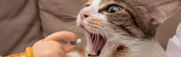 猫咪大声叫吐白沫，这可能是怎样的一种情况（了解猫咪的健康状态与急救方法）