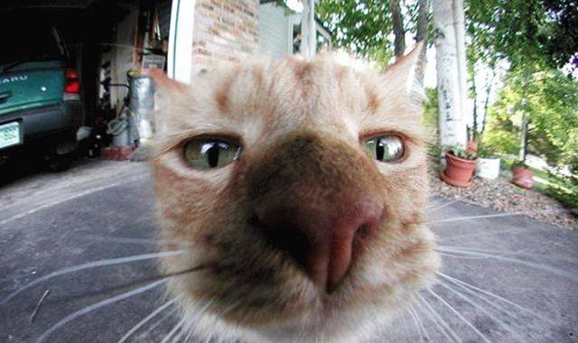 用猫咪大头照画猫咪大头照，你也能轻松get（以宠物为主）