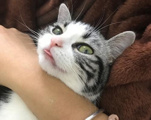 猫咪（探究猫咪在不同文化中的神圣地位）