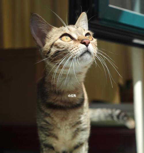猫咪（探究猫咪在不同文化中的神圣地位）