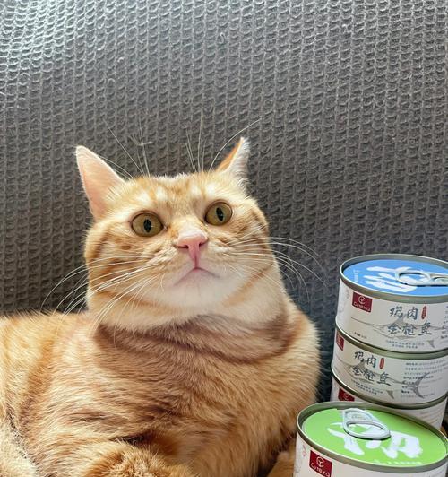 银行的“萌猫形象”之道（探寻银行萌猫代言的背后故事）
