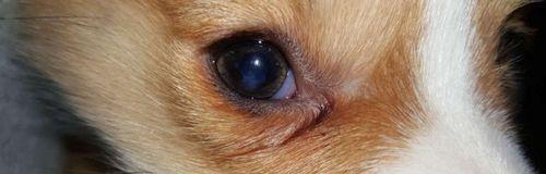 猫咪单眼红血丝流眼泪，这可能是什么问题（以宠物为主）