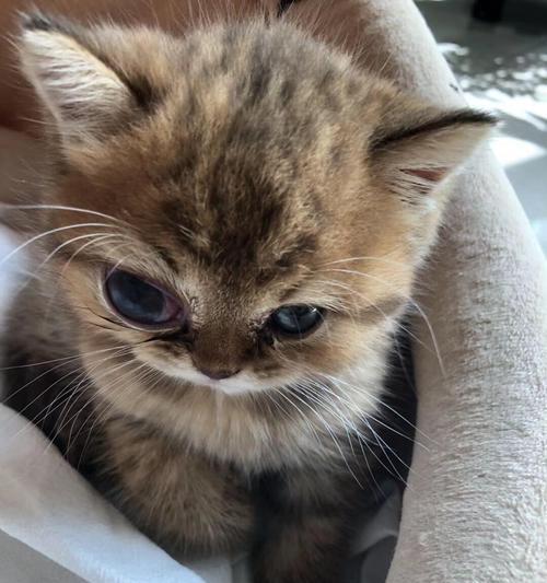 猫咪单眼红血丝流眼泪，这可能是什么问题（以宠物为主）