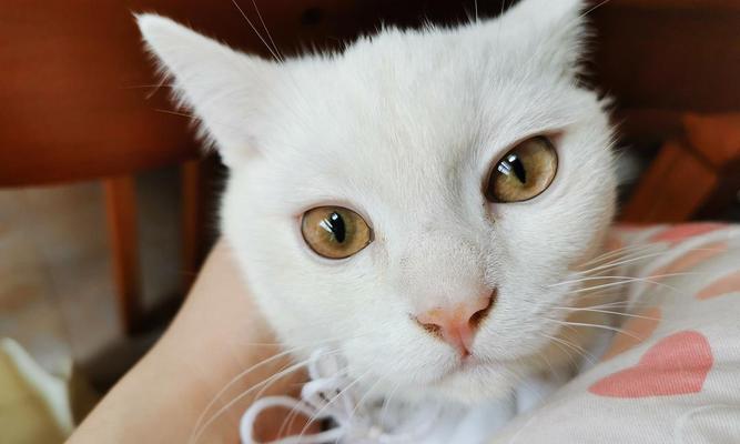 揭秘猫咪单眼眨眼睛的含义（猫咪与主人之间的情感交流）