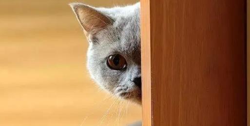 如何帮助胆小的猫咪重获自信（宠物猫的行为分析及训练方法）