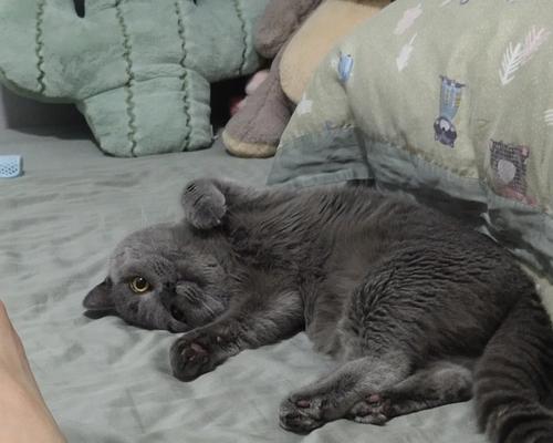 宠物猫咪为何胆小一天不动（探究猫咪性格胆小的原因及应对方法）