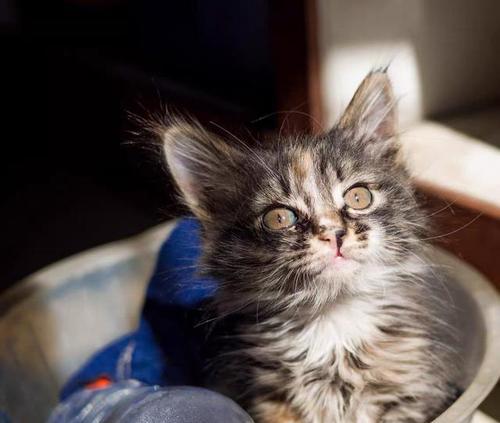 宠物猫咪为何胆小一天不动（探究猫咪性格胆小的原因及应对方法）