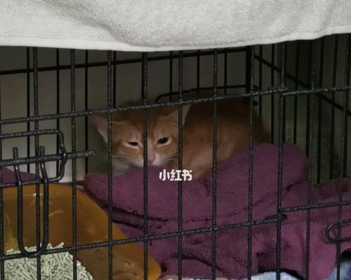 猫咪到家一周了仍怕人，该怎么办（宠物社交化的重要性与实用方法）