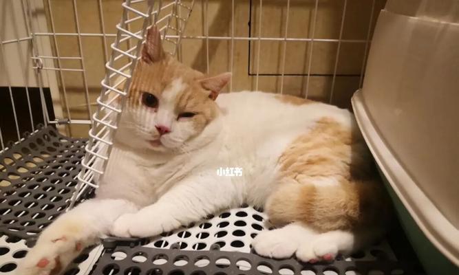 猫咪到家一周了仍怕人，该怎么办（宠物社交化的重要性与实用方法）