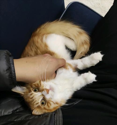 猫咪到家一周了仍怕人，该怎么办（宠物社交化的重要性与实用方法）
