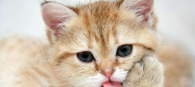 新环境下宠物猫咪为什么不吃饭（探究猫咪换环境后不适应食物的原因）