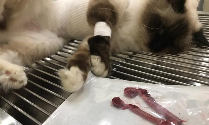 宠物猫咪的节育之路