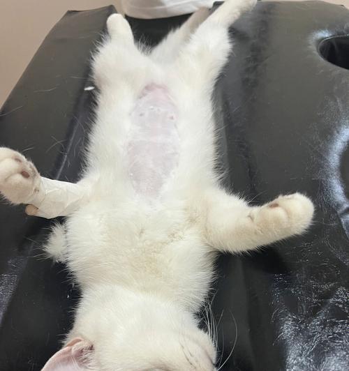 宠物猫咪的节育之路