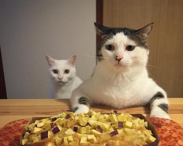 新家的猫咪为什么不吃饭（以宠物为主）