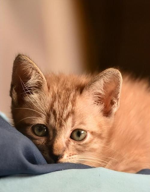 宠物猫咪到新家躲在角落里的原因与应对方法（如何帮助猫咪适应新家环境）