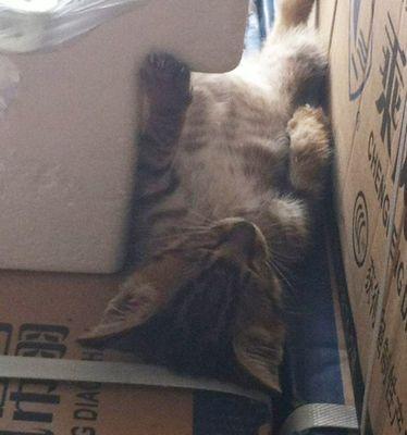 宠物猫咪到新家躲在角落里的原因与应对方法（如何帮助猫咪适应新家环境）