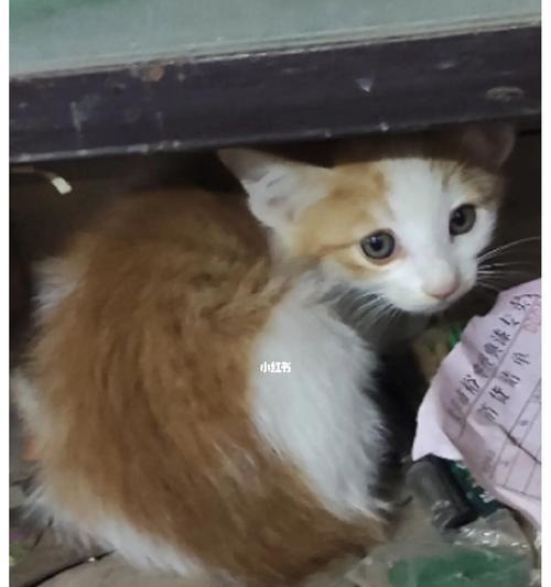 宠物猫咪到新家躲在角落里的原因与应对方法（如何帮助猫咪适应新家环境）