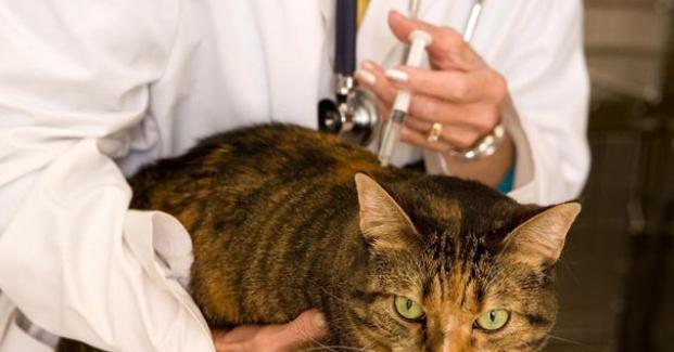 如何预防猫咪感染狂犬病（掌握这些方法）