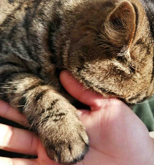猫咪得了猫鳞（宠物猫鳞的原因、症状、治疗方法全解析）
